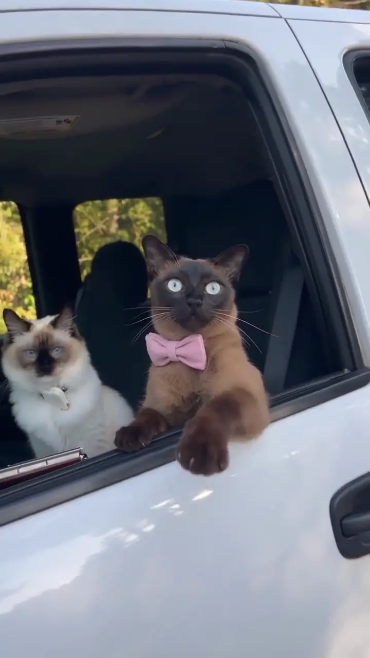 Siamese cats leaning from a white pickup as a close-up meme visual reference